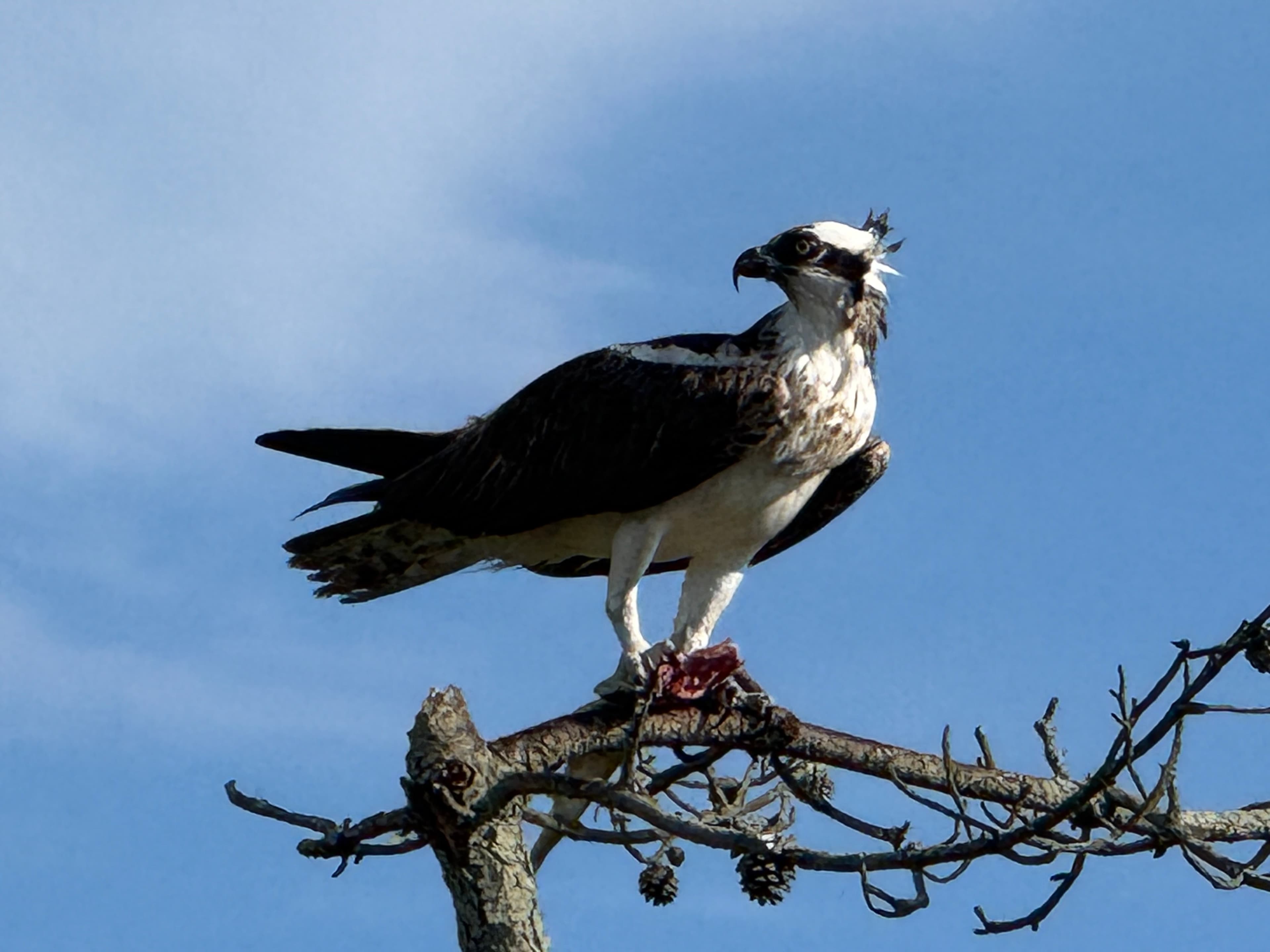 Brookhaven Welcomes Ospreys Back To Their Namesake Park