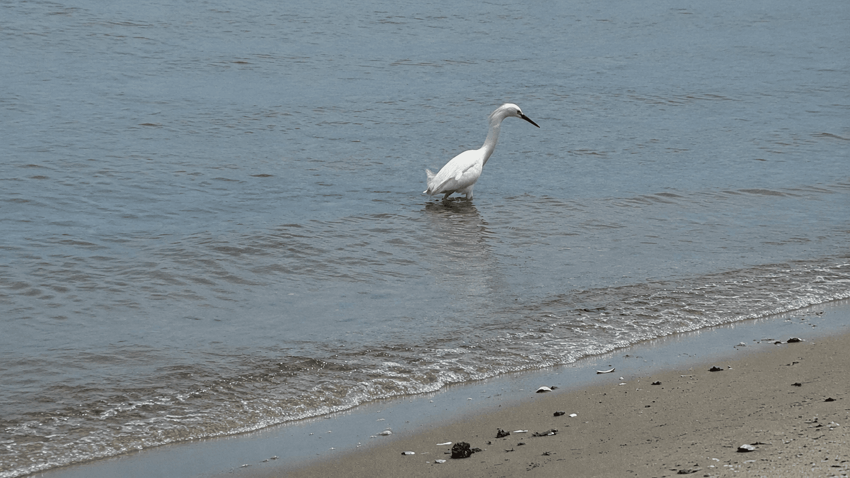 Brookhaven Buys 17 Mastic Beach Properties To Preserve Wetlands