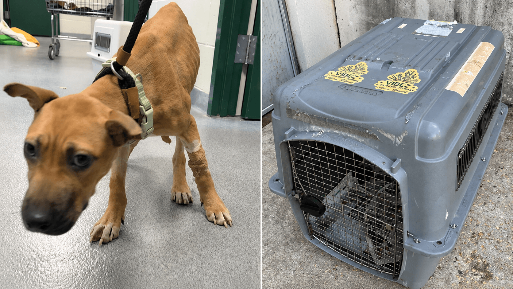 Crime Stoppers: Who Abandoned This Dog In Shirley?