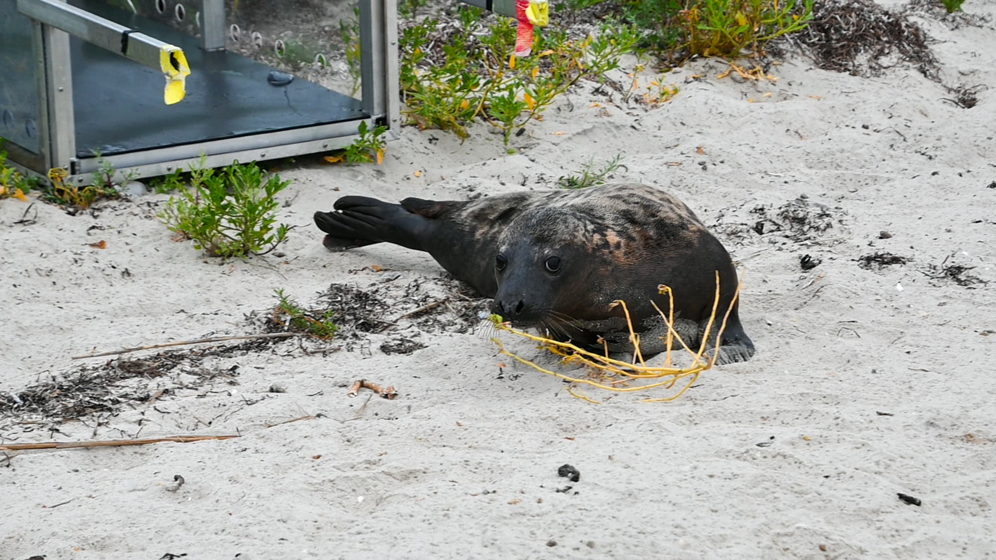 Seal Sent Back to Sea During Coast Guard Open House