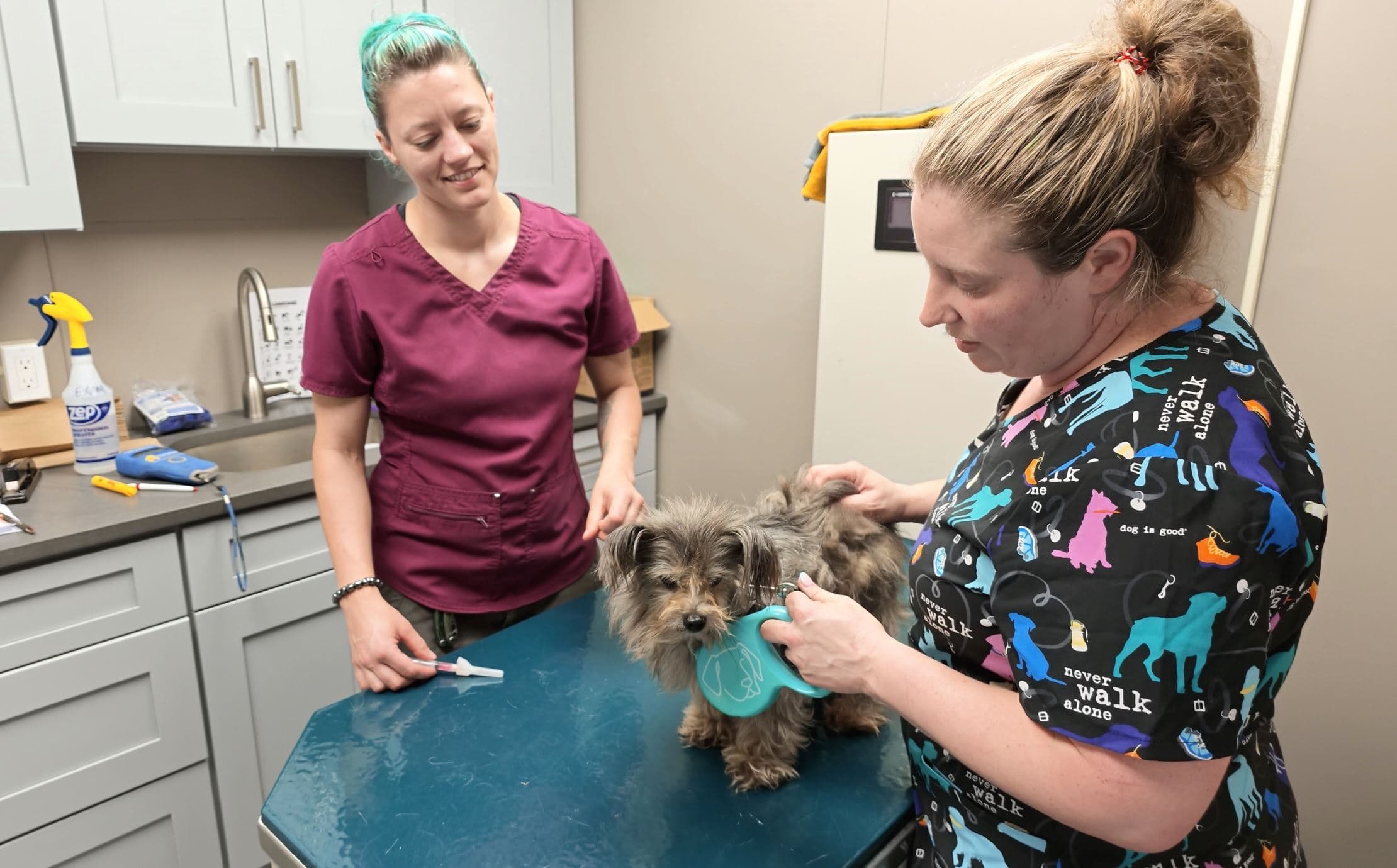 Town of Brookhaven Free Rabies Clinics Vaccinate Record 1,254 Animals