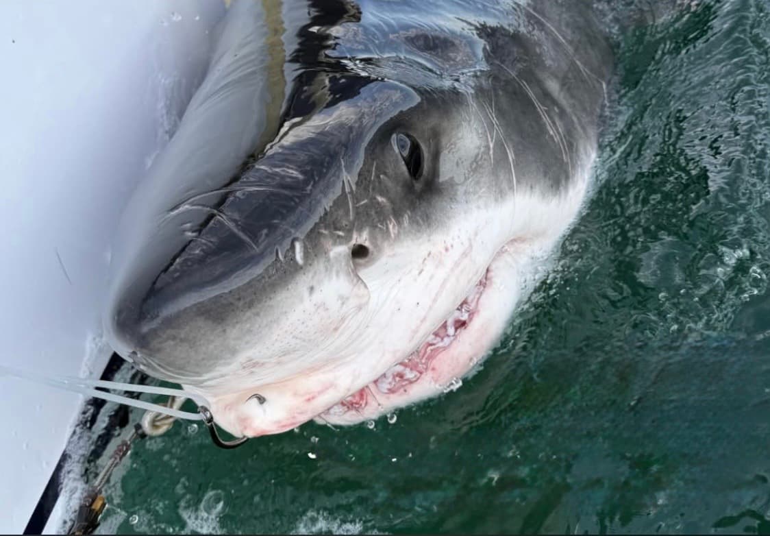 Researchers Track Great White Shark Off Long Island Coast