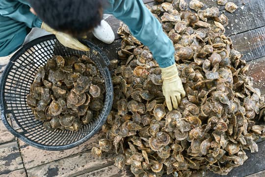 USDA Grants Suffolk County Disaster Relief for Oyster Farmers